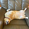 dog, pet, animal, upside_down, lying_down, relaxed, smiling, open_mouth, teeth, tan_fur, white_fur, collar, leather_chair, recliner, indoor, furniture, funny, sleeping, portrait, cozy