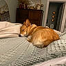 Millie joined the competition — help win amazing prizes! dog, sleeping, bed, blanket, bedroom, indoors, pet, brown_dog, curled_up, resting, cozy, home, furniture, mirror, dresser, door, pillow, knit_blanket, warm_lighting, relaxed