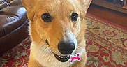Millie is registered to the contest to win money with this photo: corgi, dog, pet, puppy, tan_fur, white_fur, pointed_ears, black_nose, smiling, open_mouth, collar, bone_tag, sitting, front_paws, close_up, portrait, indoor, living_room, patterned_rug, furniture
