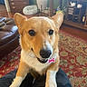 corgi, dog, pet, puppy, tan_fur, white_fur, pointed_ears, black_nose, smiling, open_mouth, collar, bone_tag, sitting, front_paws, close_up, portrait, indoor, living_room, patterned_rug, furniture