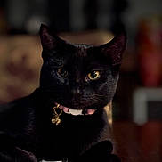 Shadow Medina joined the competition — help win amazing prizes! black_cat, bokeh, cat, close_up, collar, domestic, eyes, feline, fur, indoor, low_light, pet, portrait, relaxed, resting, shallow_depth_of_field, table, table_runner, tag, whiskers