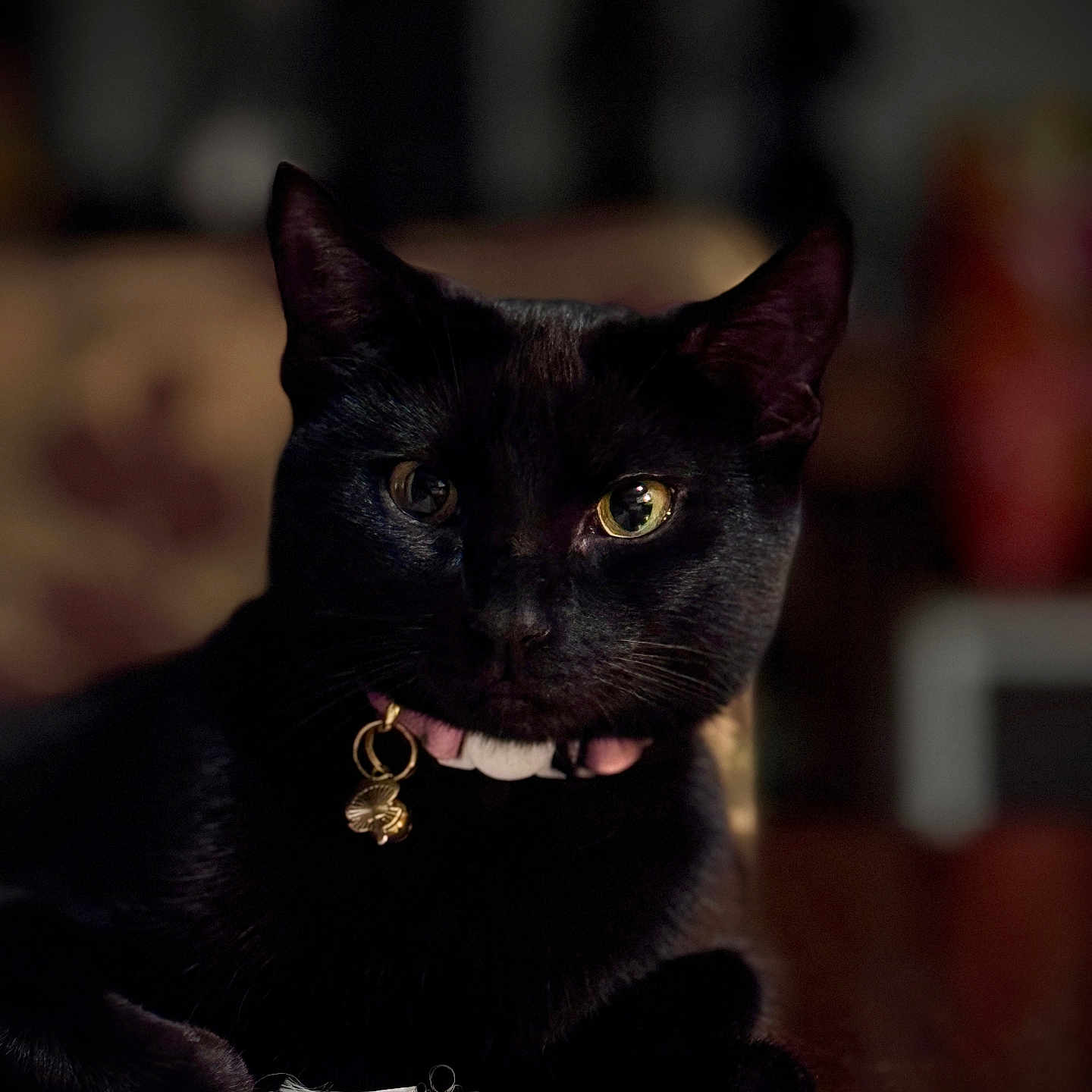 Shadow Medina joined the competition — help win amazing prizes! black_cat, bokeh, cat, close_up, collar, domestic, eyes, feline, fur, indoor, low_light, pet, portrait, relaxed, resting, shallow_depth_of_field, table, table_runner, tag, whiskers