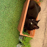 Réglisse a rejoint le concours — aidez-le/la à gagner de superbes lots ! bat, canidae, carnivore, chair, claw, dog_breed, felidae, foot, fur, grass, human_leg, plant, small_to_medium_sized_cats, snout, tail, terrestrial_animal, tints_and_shades, whiskers, window, wood