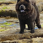 Bear joined the competition — help win amazing prizes! dog, animal, outdoor, rocky, moss, nature, pet, fur, tongue, standing, canine, landscape, wild, brown, curious, texture, environment, daylight, closeup, walking