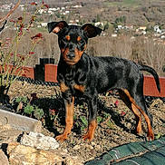 Roy a rejoint le concours — aidez-le/la à gagner de superbes lots ! puppy, dog, black, tan, outdoor, garden, rocks, plants, soil, sunlight, daytime, landscape, hill, village, nature, curious, pet, canine, young, alert