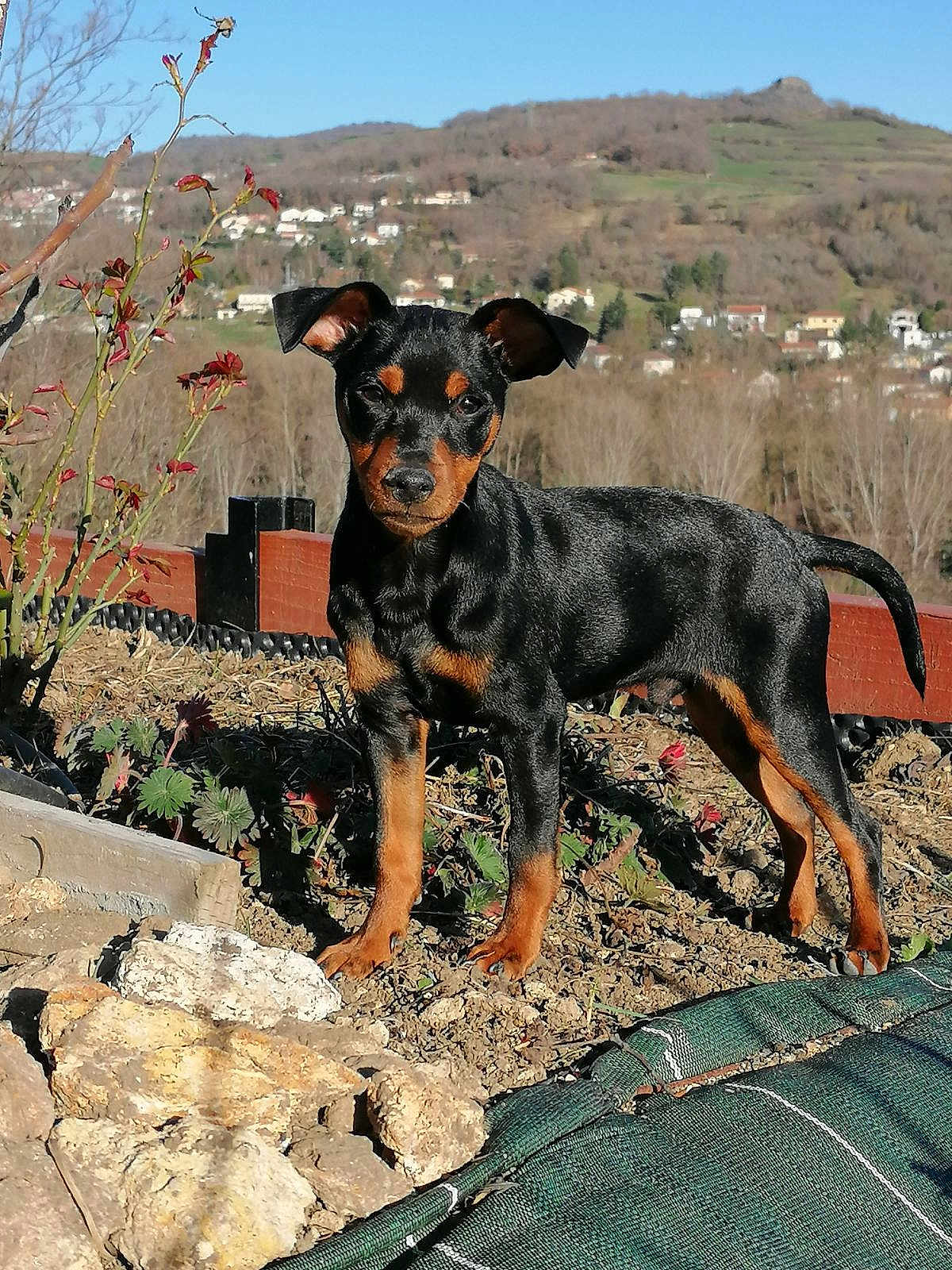 Roy a rejoint le concours — aidez-le/la à gagner de superbes lots ! puppy, dog, black, tan, outdoor, garden, rocks, plants, soil, sunlight, daytime, landscape, hill, village, nature, curious, pet, canine, young, alert