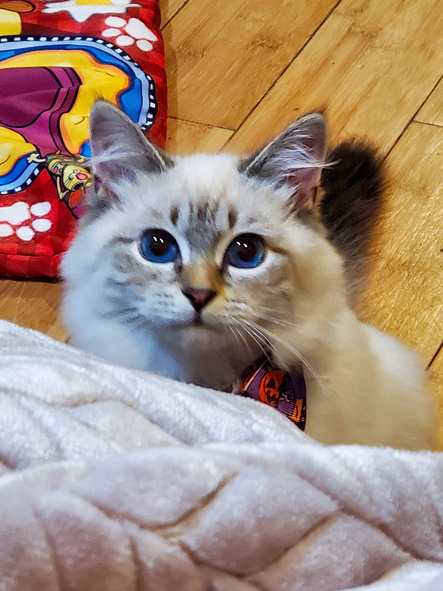 Elektra is registered to the contest to win money with this photo: balinese, birman, carnivore, cat, cat_supply, claw, comfort, domestic_short_haired_cat, fang, fawn, felidae, fur, paw, pet_supply, photo_caption, small_to_medium_sized_cats, snout, tail, whiskers