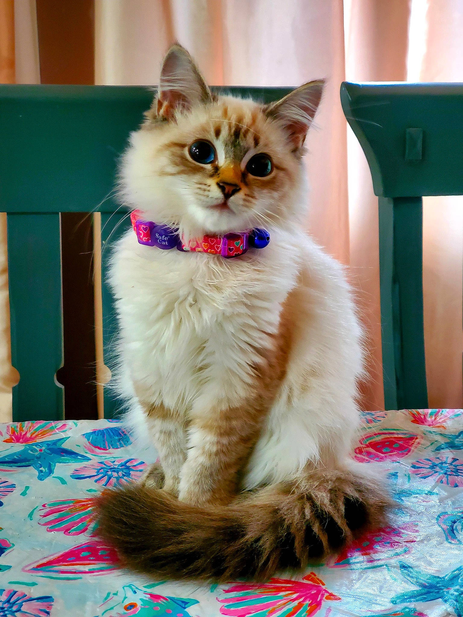 Elektra joined the competition — help win amazing prizes! british_longhair, cardboard, carnivore, cat, claw, domestic_short_haired_cat, fawn, felidae, flooring, fur, iris, paw, ragdoll, sitting, small_to_medium_sized_cats, snout, tail, whiskers, window, wood