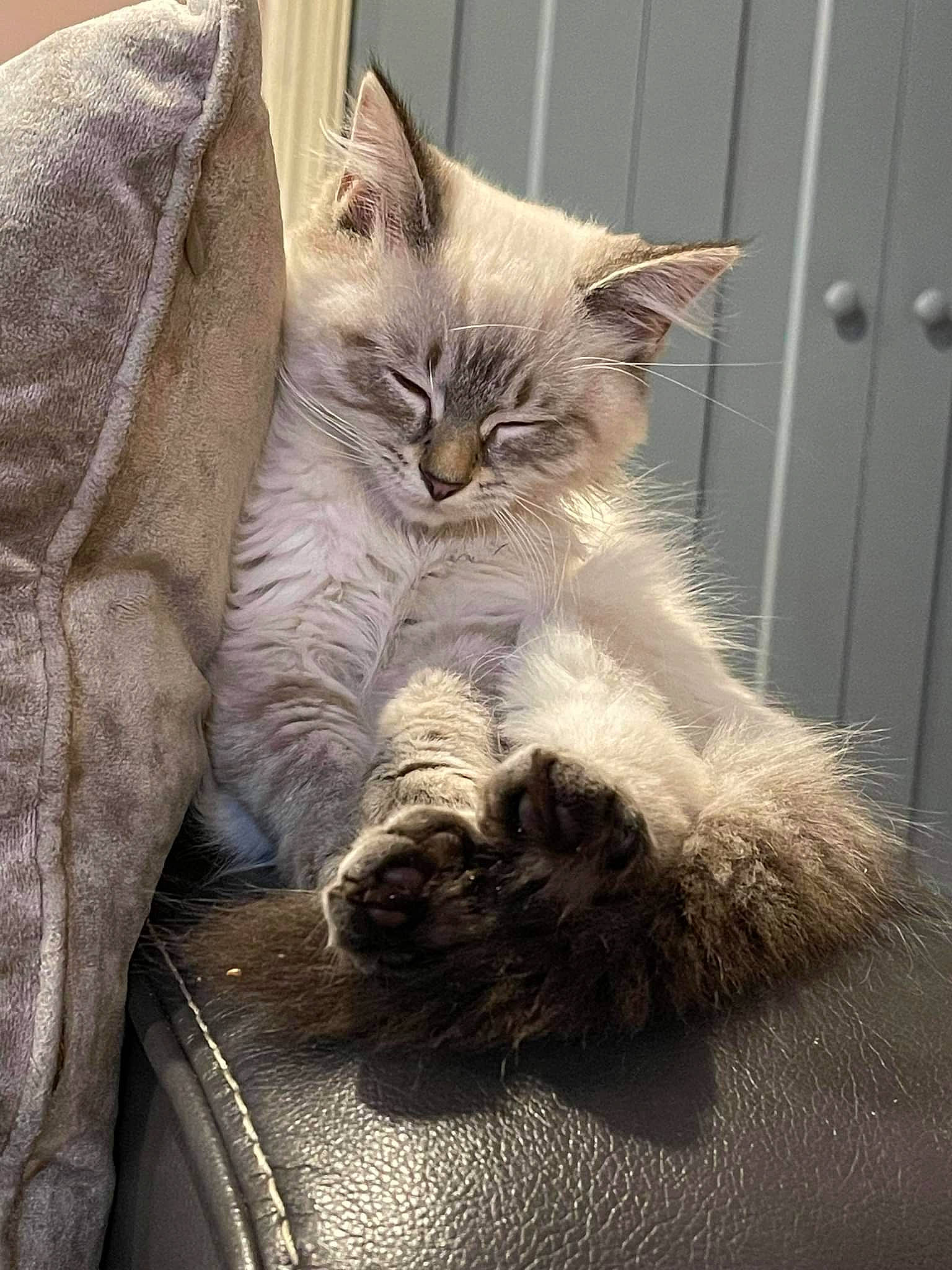 Elektra is registered to the contest to win money with this photo: bed, carnivore, cat, cat_supply, claw, comfort, domestic_short_haired_cat, fawn, felidae, fur, grey, nap, paw, sitting, small_to_medium_sized_cats, snout, tail, whiskers