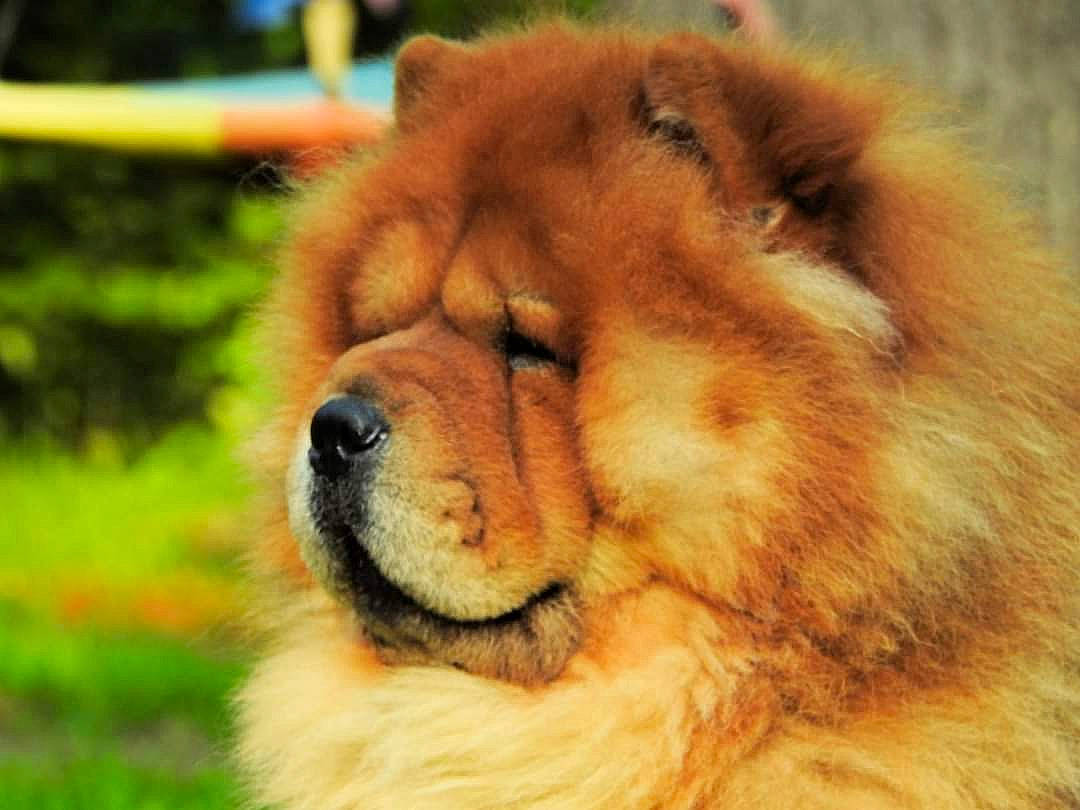 Markie joined the competition — help win amazing prizes! ancient_dog_breeds, big_cats, canidae, carnivore, chow_chow, close_up, companion_dog, dog_breed, fawn, felidae, fur, giant_dog_breed, lion, masai_lion, paw, snout, terrestrial_animal, whiskers, wildlife