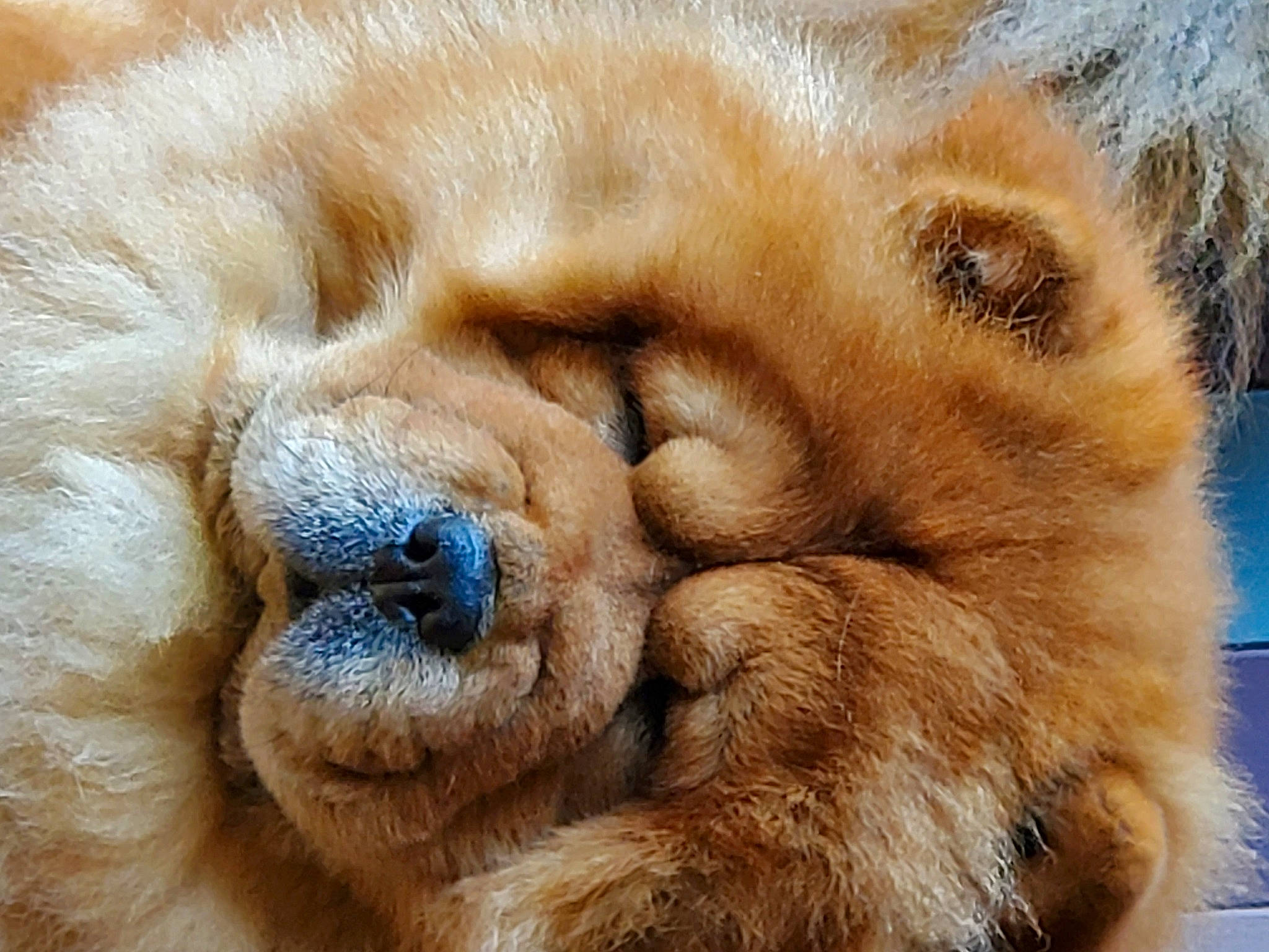 Markie is registered to the contest to win money with this photo: canidae, carnivore, close_up, companion_dog, dog, dog_breed, eye, fawn, fur, head, liver, paw, puppy, snout, sporting_group, terrestrial_animal, whiskers, wildlife, working_animal, wrinkle