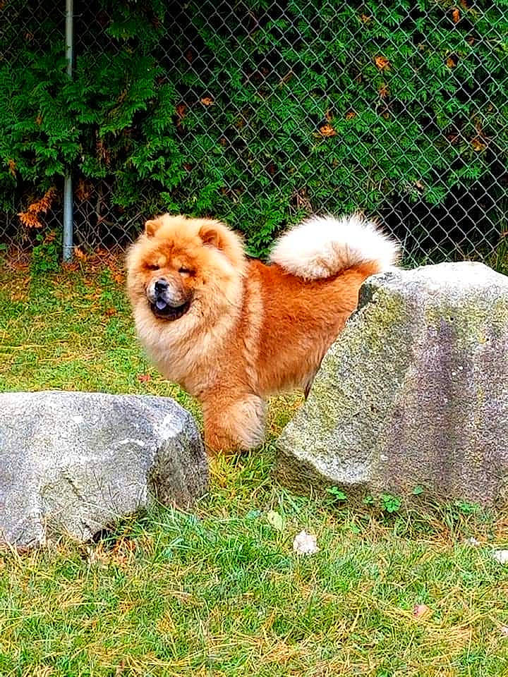 Markie is registered to the contest to win money with this photo: canidae, carnivore, companion_dog, dog, dog_breed, fawn, fence, german_spitz, german_spitz_klein, german_spitz_mittel, grass, liver, plant, snout, spitz, sporting_group, tail, toy_dog, tree, working_animal