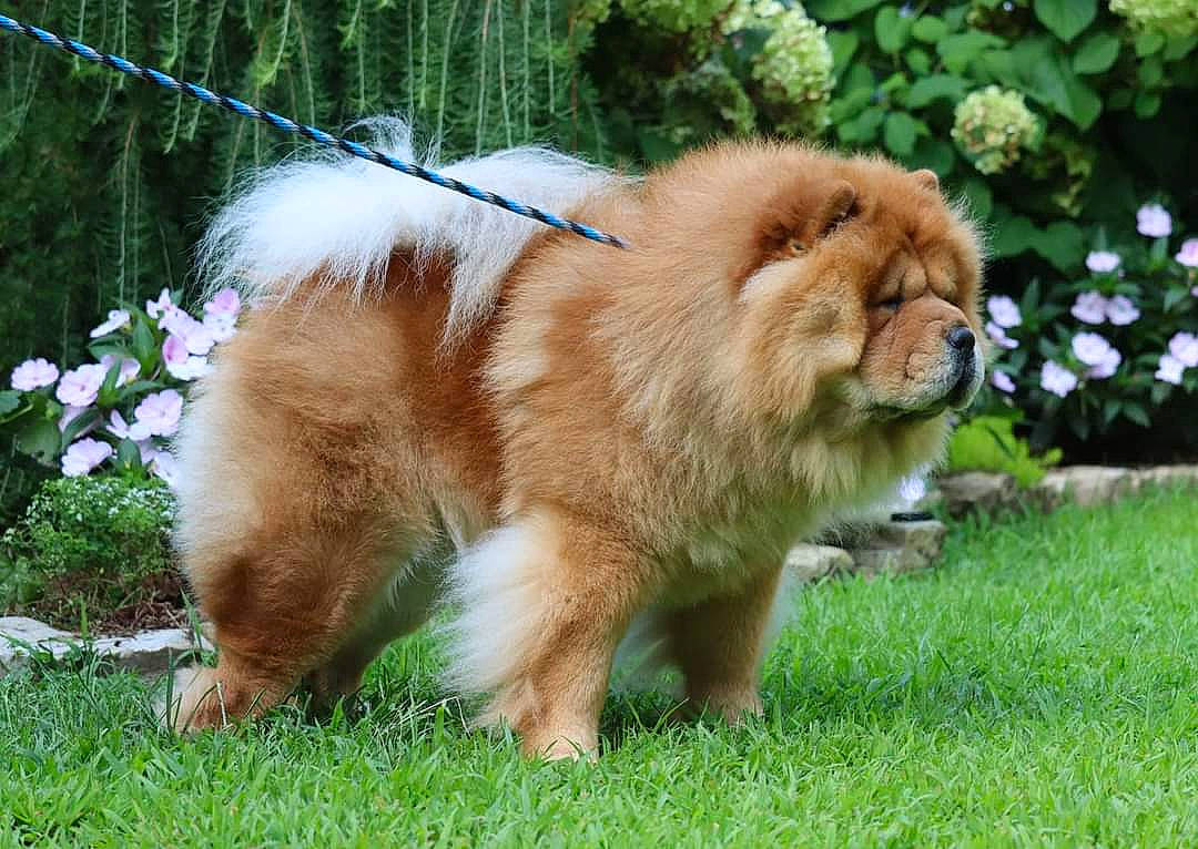 Markie is registered to the contest to win money with this photo: canidae, carnivore, chow_chow, companion_dog, dog, dog_breed, fawn, felidae, flower, fur, german_spitz_klein, grass, liver, mane, plant, snout, sporting_group, tail, terrestrial_animal, whiskers