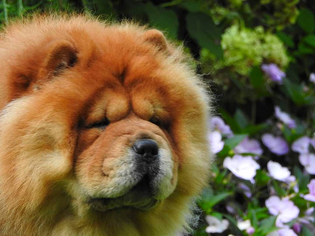 Markie joined the competition — help win amazing prizes! canidae, carnivore, chow_chow, close_up, companion_dog, dog, dog_breed, fawn, flower, fur, giant_dog_breed, liver, natural_material, plant, snout, sporting_group, terrestrial_animal, tibetan_mastiff, whiskers, wildlife