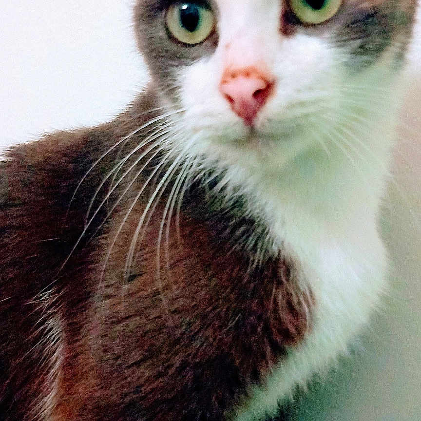 Nina a rejoint le concours — aidez-le/la à gagner de superbes lots ! abyssinian, angora, animal, blackcat, cat, kitten, manx, pet, siamese