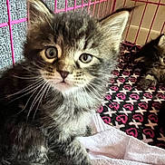 Nova And Willow is registered to the contest to win money with this photo: kitten, cat, pet, cage, pink_cage, blanket, towel, whiskers, fur, eyes, paw, kitten_face, bedding, pattern, indoor, close_up, portrait, young_animal, muzzle, tabby