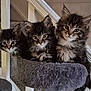Nova And Willow is registered to the contest to win money with this photo: kitten, cat, kittens, cat_tree, fluffy, whiskers, ears, eyes, paws, fur, pet, indoor, staircase, blinds, window, carpet, cozy, trio, furniture, charger