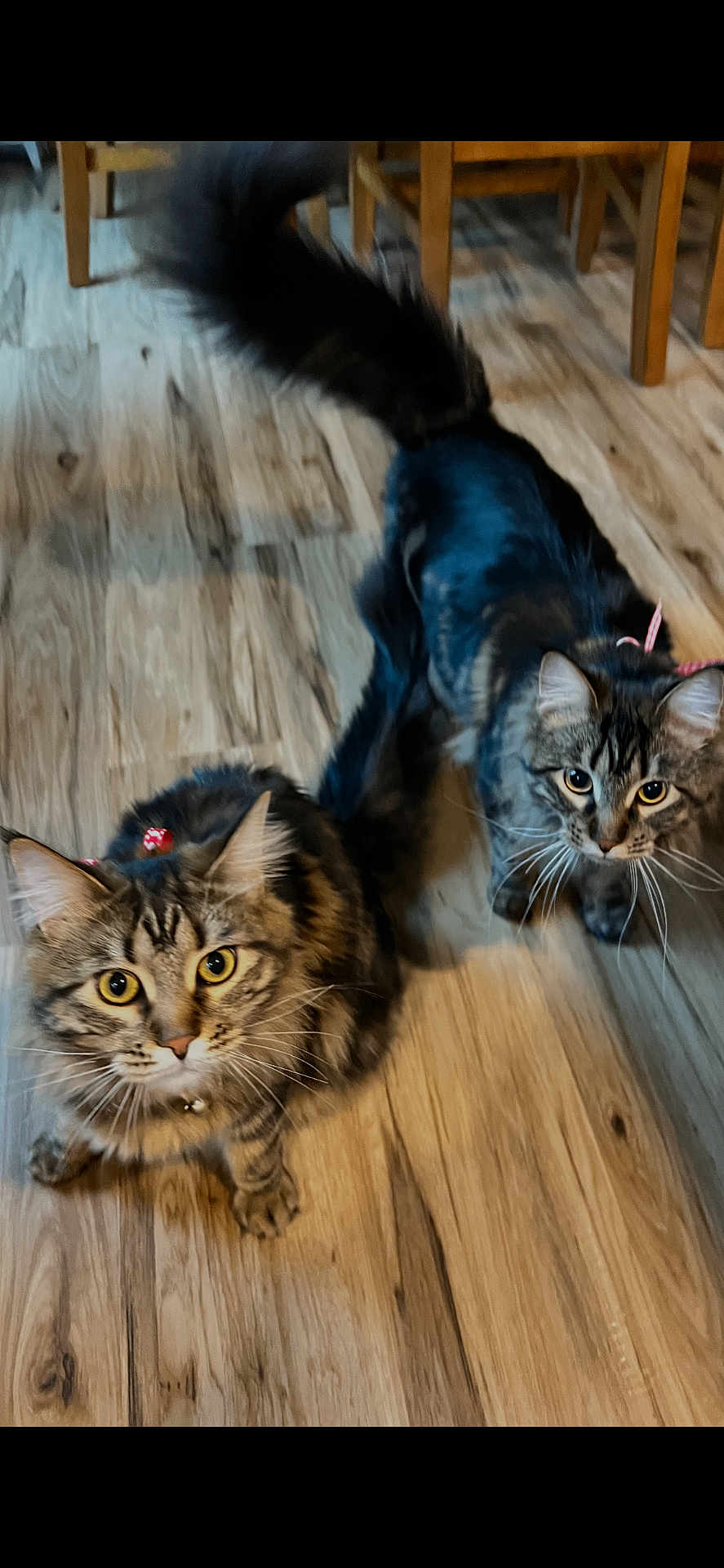 Nova And Willow joined the competition — help win amazing prizes! cat, cats, tabby_cat, fluffy_cat, indoor, wooden_floor, whiskers, big_eyes, looking_up, pet, collar, bow, tail, paws, fur, curious, pair, flooring, chair, domestic_animal