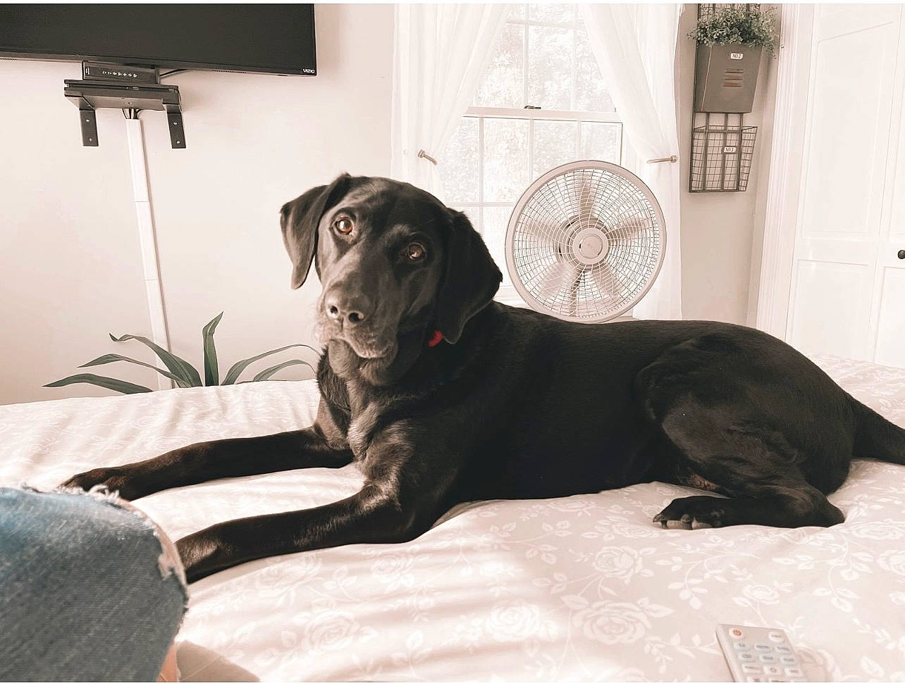 Riley is registered to the contest to win money with this photo: canidae, carnivore, comfort, companion_dog, couch, dog, dog_breed, door, floor, flooring, fur, grey, liver, picture_frame, snout, studio_couch, tail, television, whiskers, working_animal