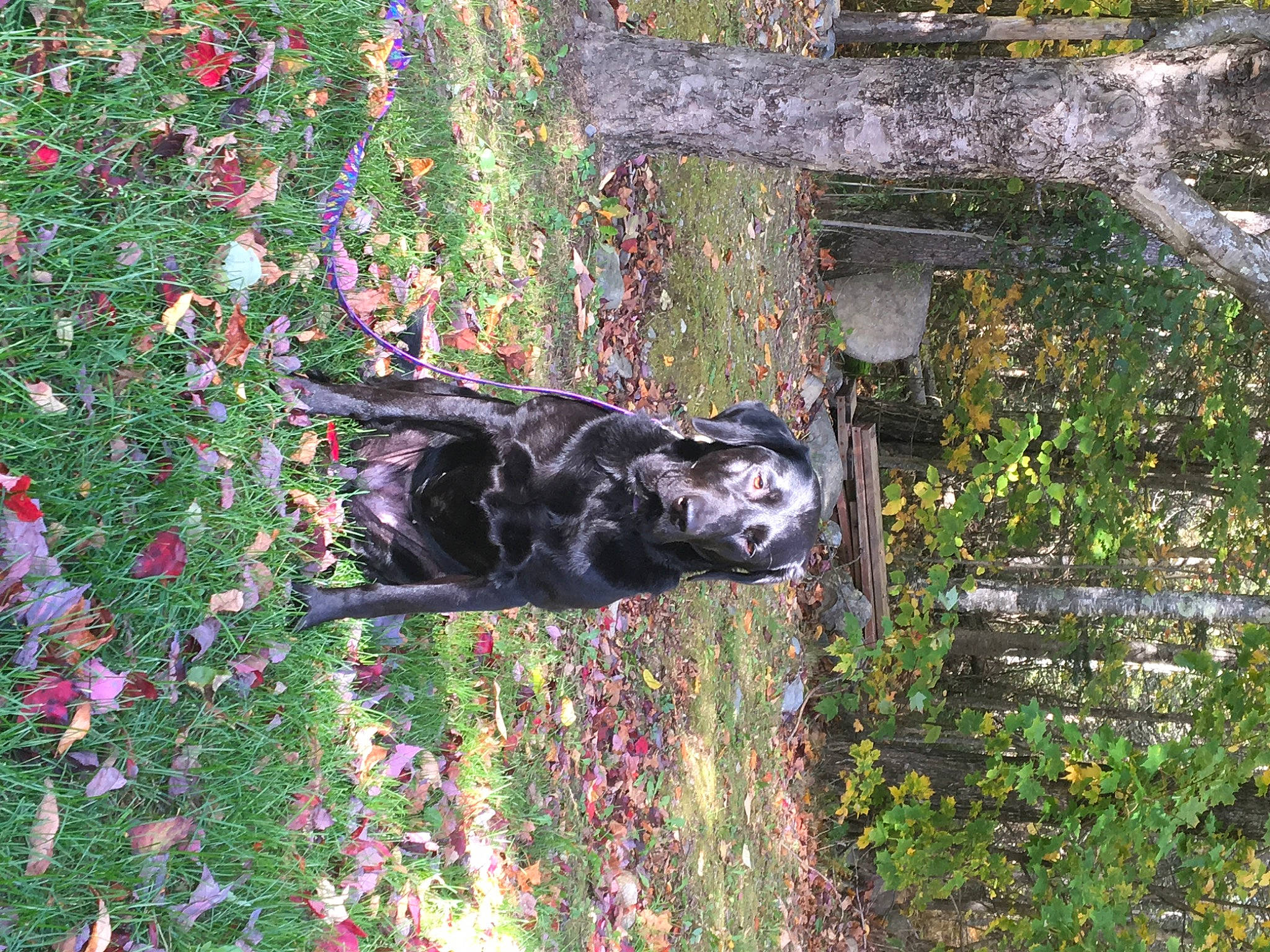 Riley joined the competition — help win amazing prizes! annual_plant, art, biome, dog, dog_breed, flower, grass, green, groundcover, petal, plant, sculpture, shrub, sporting_group, tree, trunk, vegetation, water, wood, woody_plant