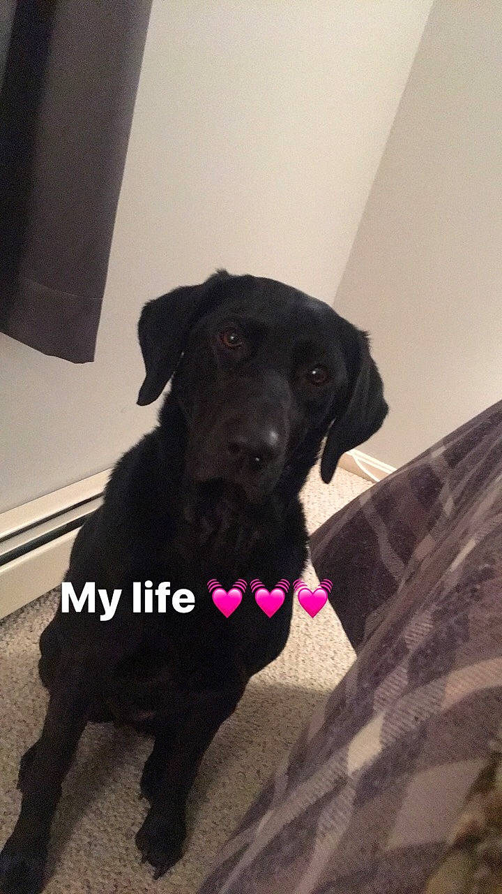 Riley is registered to the contest to win money with this photo: borador, canidae, carnivore, collar, companion_dog, dog, dog_breed, dog_collar, flooring, fur, guard_dog, gun_dog, head, hunting_dog, labrador_retriever, liver, retriever, tail, whiskers, working_animal