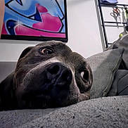 Og participe au concours pour gagner de l'argent avec cette photo : dog, close_up, couch, indoor, graffiti_art, painting, furniture, relaxed, pet, household_items, scissors, rack, grey_fur, snout, paw, portrait, expression, resting, room, casual