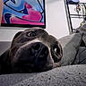 dog, close_up, couch, indoor, graffiti_art, painting, furniture, relaxed, pet, household_items, scissors, rack, grey_fur, snout, paw, portrait, expression, resting, room, casual