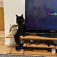 Anakin participe au concours pour gagner de l'argent avec cette photo : cat, black_cat, tv, television, wooden_shelf, living_room, indoor, furniture, rug, decor, electronics, pet, animal, sitting, fluffy, cozy, home, screen, controller, ornament