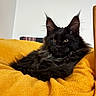 cat, maine_coon, black_cat, pet, feline, fluffy, tufted_ears, yellow_blanket, cozy, indoor, resting, fur, animal, cute, mammal, portrait, relaxed, domestic_animal, soft, whiskers