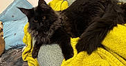 Anakin a rejoint le concours — aidez-le/la à gagner de superbes lots ! animal, black_cat, blue_pillow, cat, cozy, curious, cute, domestic_cat, feline, fluffy_fur, fur, golden_eyes, green_couch, home, indoor, pet, relaxed, resting, soft_texture, yellow_blanket
