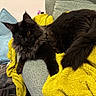 cat, black_cat, fluffy_fur, yellow_blanket, green_couch, blue_pillow, indoor, pet, relaxed, feline, golden_eyes, cozy, animal, domestic_cat, fur, resting, soft_texture, home, curious, cute