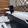 cat, black_cat, snow, snowy, wooden_fence, wooden_lattice, outdoor, winter, pet, animal, fur, snowflakes, backyard, cold, frozen, walking, nature, daylight, quiet, rustic
