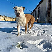 Kenzo a rejoint le concours — aidez-le/la à gagner de superbes lots ! dog, snow, blue_sky, shadow, building, brick_wall, outdoor, animal, pet, winter, grass, sunlight, canine, mammal, nature, fence, cold, daylight, walking, alert