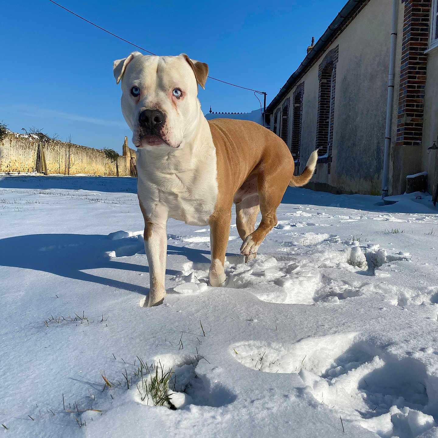 Kenzo a rejoint le concours — aidez-le/la à gagner de superbes lots ! dog, snow, blue_sky, shadow, building, brick_wall, outdoor, animal, pet, winter, grass, sunlight, canine, mammal, nature, fence, cold, daylight, walking, alert