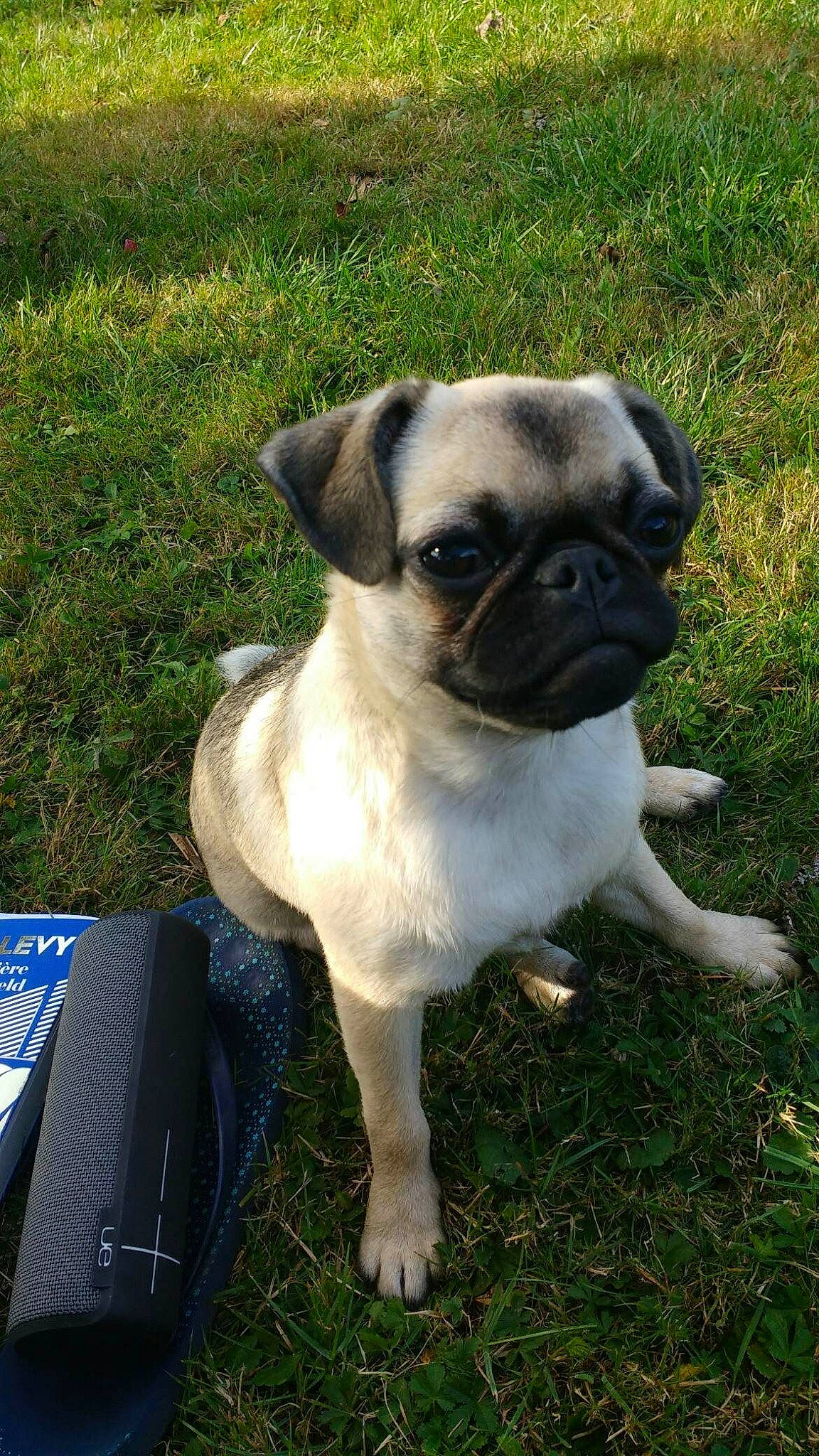 Ilou a rejoint le concours — aidez-le/la à gagner de superbes lots ! ancient_dog_breeds, canidae, carnivore, companion_dog, dog, dog_breed, fawn, grass, mammal, pug, puppy, rare_breed_dog, snout, sporting_group, toy_dog, vertebrate