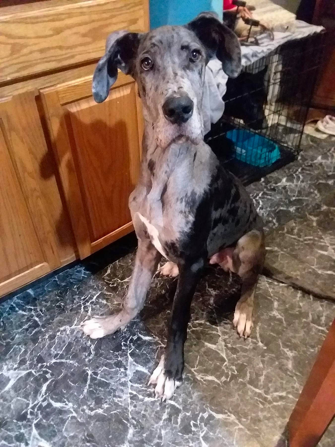 Hagard is registered to the contest to win money with this photo: carnivore, companion_dog, dog, dog_breed, fawn, flooring, guard_dog, hardwood, hunting_dog, non_sporting_group, sporting_group, terrestrial_animal, varnish, water, wood, working_animal, working_dog