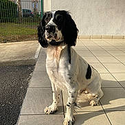 Sully a rejoint le concours — aidez-le/la à gagner de superbes lots ! dog, black_and_white, sitting, outdoor, tile_floor, fence, residential, sunlight, shadow, collar, pet, animal, porch, grass, building, window, tree, nature, spot, fur