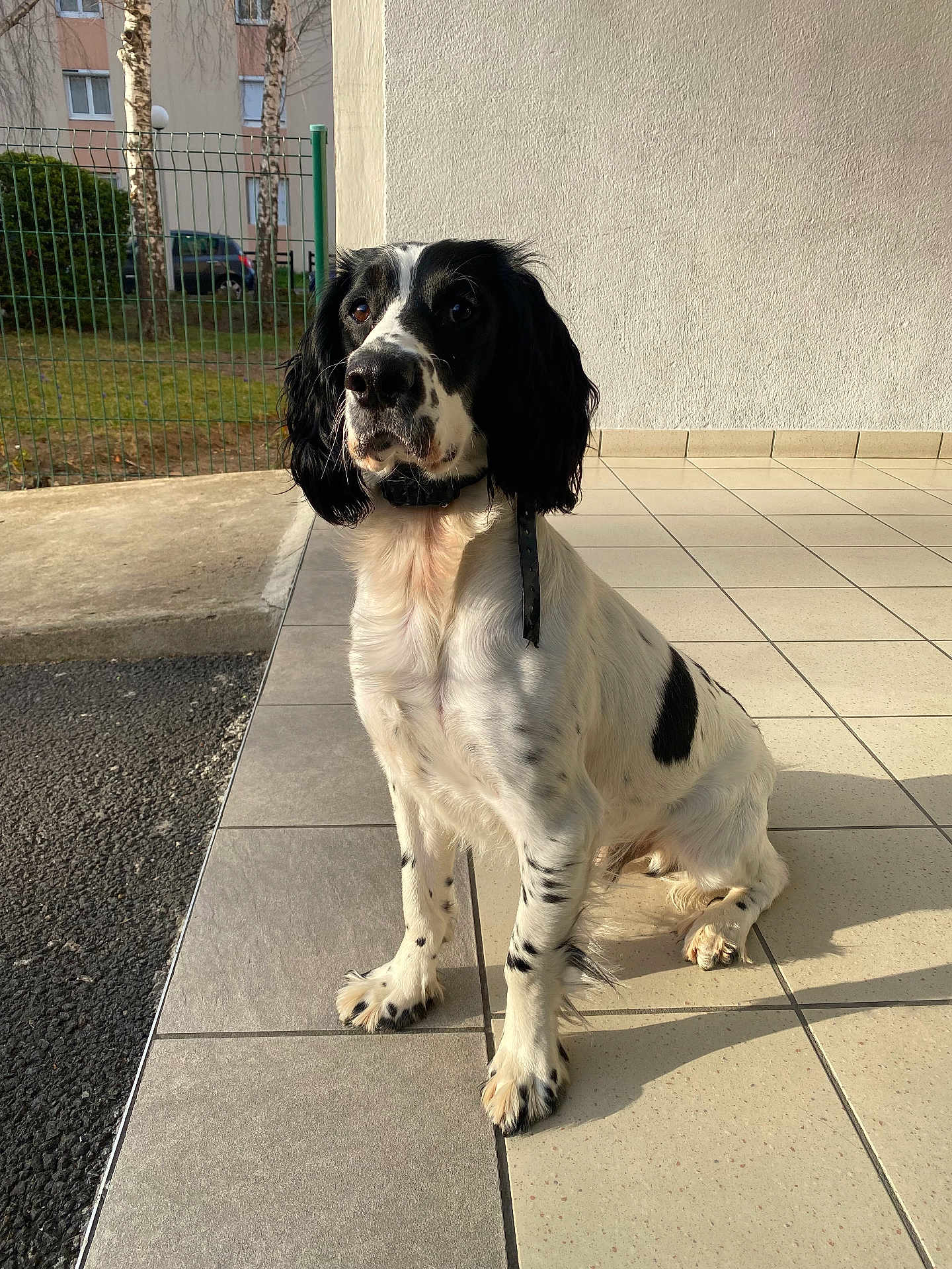 Sully a rejoint le concours — aidez-le/la à gagner de superbes lots ! dog, black_and_white, sitting, outdoor, tile_floor, fence, residential, sunlight, shadow, collar, pet, animal, porch, grass, building, window, tree, nature, spot, fur