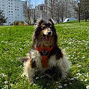 First Love participe au concours pour gagner de l'argent avec cette photo : dog, orange_harness, grass, daisies, flowers, urban_park, trees, leafless_trees, buildings, apartment_buildings, blue_sky, clouds, sunny_day, happy_dog, pet, outdoors, nature, greenery, canine, tongue_out