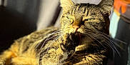Noëlle a rejoint le concours — aidez-le/la à gagner de superbes lots ! animal, cat, closeup, cute, ears, face, fur, grooming, indoor, mammal, paw, pet, relaxed, resting, shadow, sunlight, tabby, tail, texture, whiskers