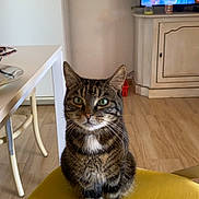 Noëlle a rejoint le concours — aidez-le/la à gagner de superbes lots ! cat, tabby_cat, green_eyes, yellow_cushion, chair, kitchen, table, refrigerator, magnet, floor, wood_floor, cabinet, television, person_on_tv, indoor, pet, feline, sitting, curious, home