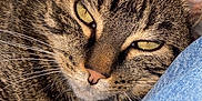 Noëlle participe au concours pour gagner de l'argent avec cette photo : cat, tabby, close_up, resting, fur, whiskers, eyes, jeans, blue, indoor, pet, animal, sleepy, relaxed, portrait, feline, soft_light, texture, cozy, companion