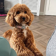 Luna joined the competition — help win amazing prizes! dog, brown_dog, curly_fur, pet, indoor, living_room, couch, collar, floor, wood_floor, furniture, door, photo_frame, radiator_cover, cozy, curious, seated, home_interior, domestic_animal, cute