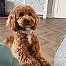 dog, brown_dog, curly_fur, pet, indoor, living_room, couch, collar, floor, wood_floor, furniture, door, photo_frame, radiator_cover, cozy, curious, seated, home_interior, domestic_animal, cute