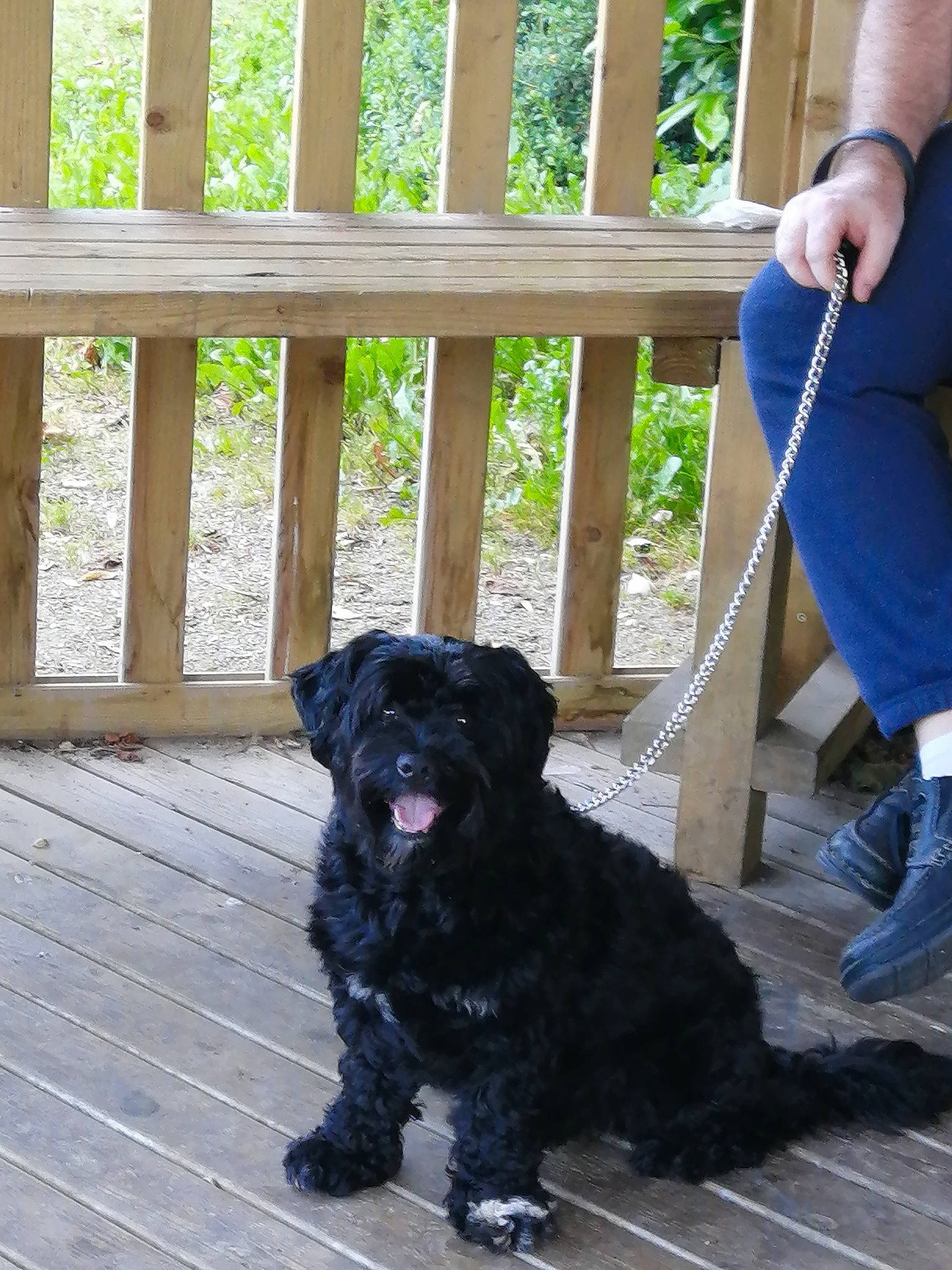 Didi a rejoint le concours — aidez-le/la à gagner de superbes lots ! canidae, carnivore, collar, companion_dog, dog, dog_breed, dog_collar, electric_blue, fence, fur, hardwood, hat, human_leg, knee, plant, snout, sporting_group, wood, working_animal, working_dog