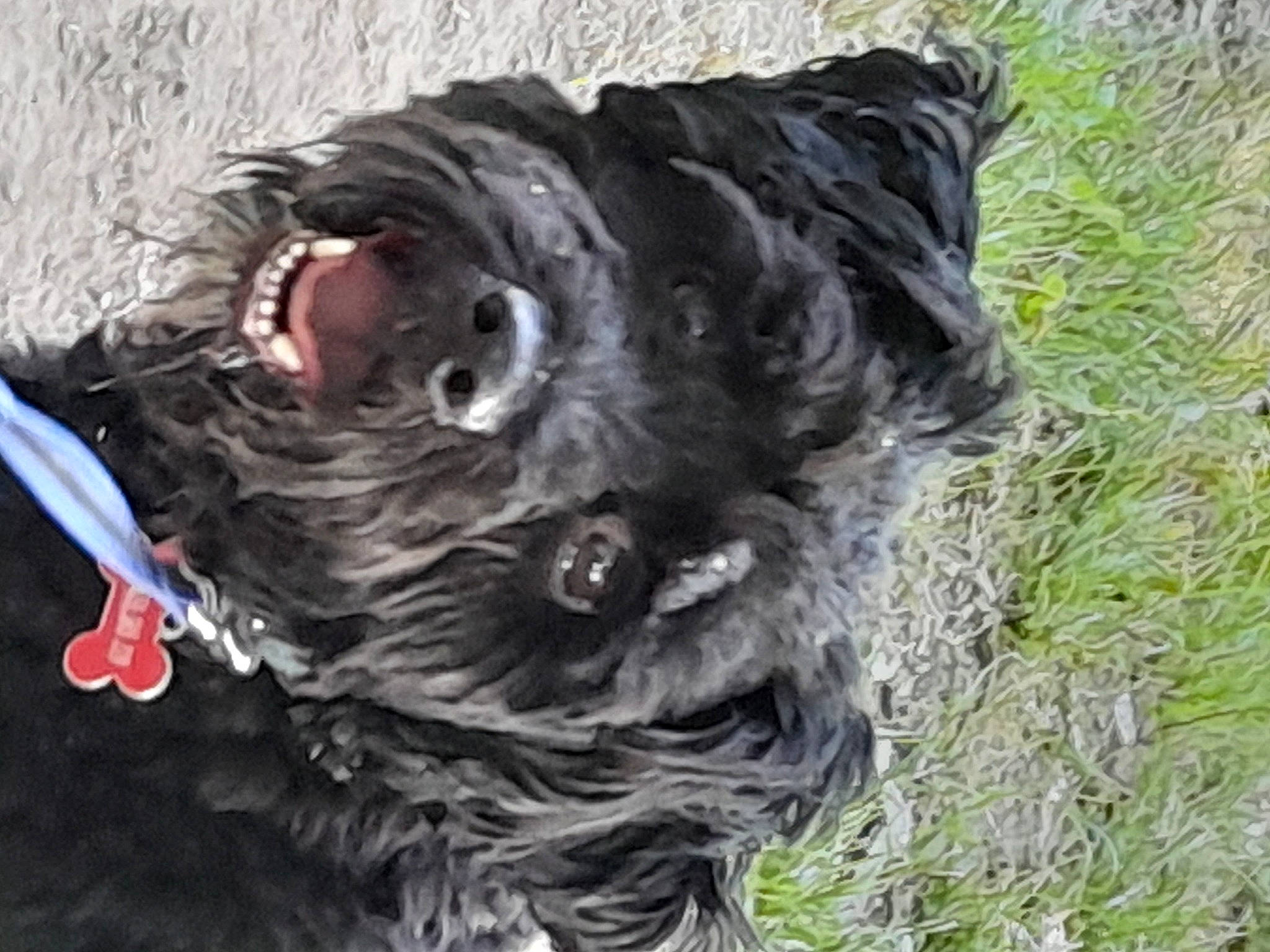 Bigoudi participe au concours pour gagner de l'argent avec cette photo : canidae, carnivore, cocker_spaniel, companion_dog, dog, dog_breed, dog_collar, dog_supply, fur, grass, liver, non_sporting_group, small_terrier, snout, spaniel, sporting_group, terrier, toy_dog, water_dog, working_animal