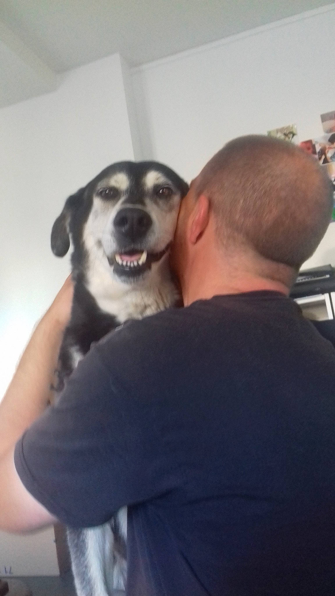 Toxine a rejoint le concours — aidez-le/la à gagner de superbes lots ! canidae, carnivore, companion_dog, dog, dog_breed, ear, nose, puppy, siberian_husky, snout, sporting_group