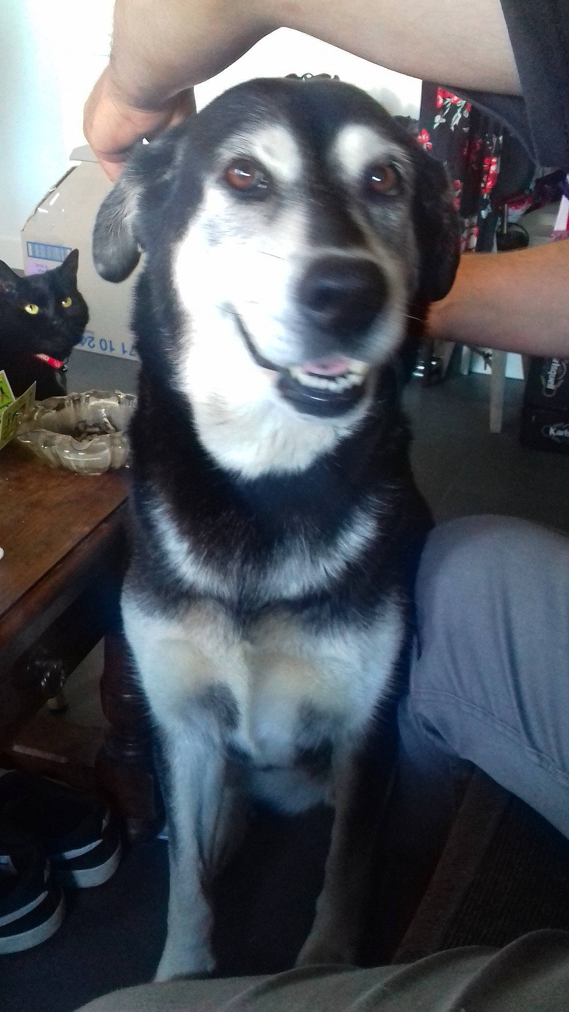 Toxine a rejoint le concours — aidez-le/la à gagner de superbes lots ! alaskan_malamute, canidae, carnivore, dog, dog_breed, jamthund, labrador_husky, mammal, native_american_indian_dog, northern_inuit_dog, norwegian_elkhound, rare_breed_dog, seppala_siberian_sleddog, siberian_husky, sled_dog, snout, sporting_group, tamaskan_dog, wolfdog, working_dog