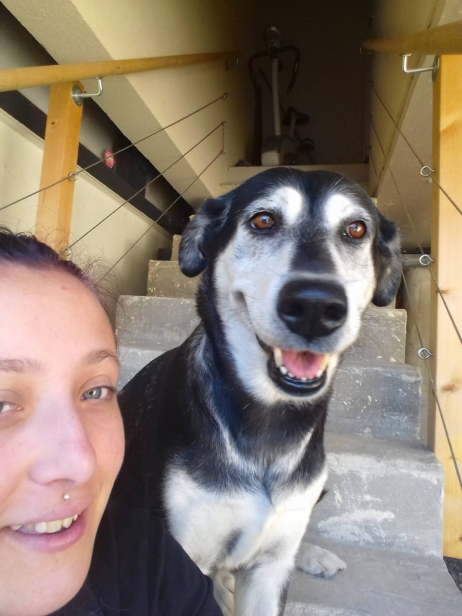 Toxine a rejoint le concours — aidez-le/la à gagner de superbes lots ! canidae, carnivore, dog, dog_breed, eye, fawn, jaw, mammal, rare_breed_dog, snout, sporting_group, whiskers