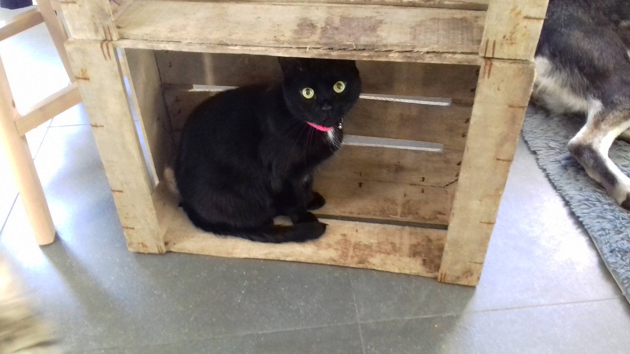 Mercedes participe au concours pour gagner de l'argent avec cette photo : asian, black, black_cat, bombay, carnivore, cat, chartreux, domestic_short_haired_cat, european_shorthair, felidae, floor, fur, korat, polydactyl_cat, small_to_medium_sized_cats, tail, whiskers